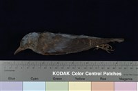 藏品(藍磯鶇)的圖片